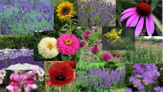 💛🐝 ways to help the bees! 🐝💛