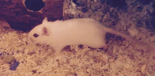 lunast:  White one’s Cottontail, and the tanned one’s Toffee! Pet store man said they were both girlies, but they were only 5 weeks old when I got em so he says he’s unsure and that he thinks one might be a boy. Genderfluid Gerbils.