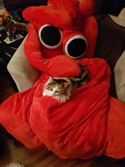 mamacatthefloof:Mama really loves my new squid sleeping bag. Happy international cat day everyone! 