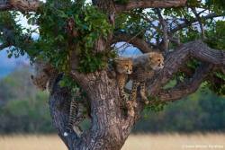 funnywildlife:  Cheetah cubs by Steve Winter