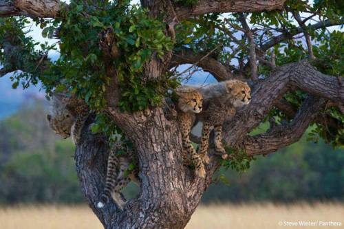 funnywildlife:  Cheetah cubs by Steve Winter