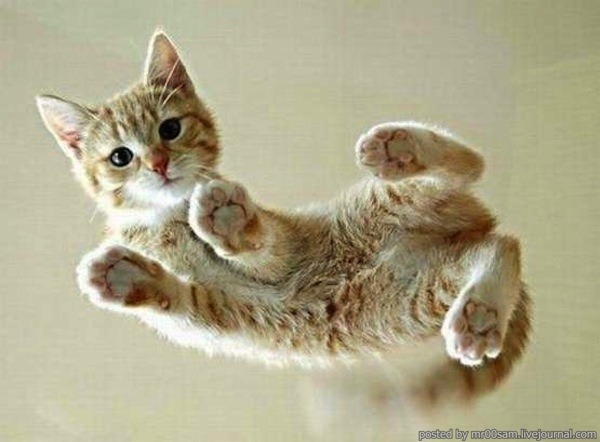 lazulisong:  always reblog cats on glass tables 