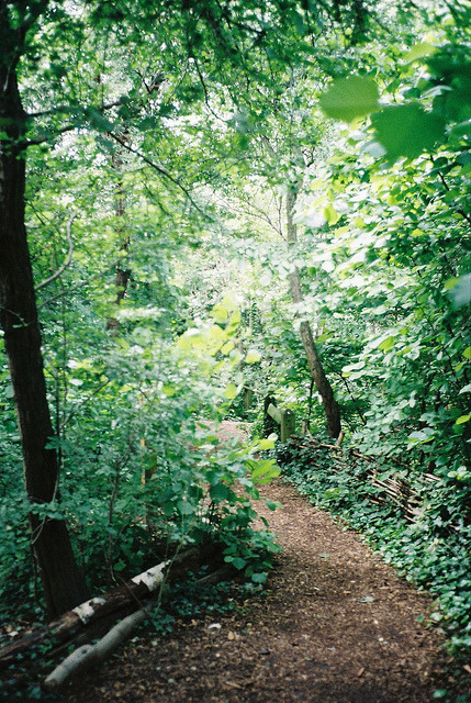 queensaucyofthemermaids:  pathway by 2somewhere on Flickr.