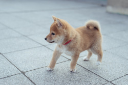 parakavka:  柴犬 Shiba inu (by Soullock)