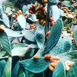 mccimperatriz:  Opuntia, Madrid Botanical