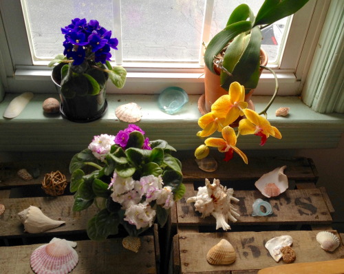 Some indoor plants in bloom. 