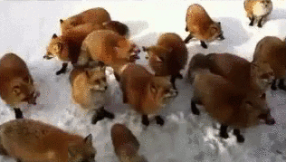 howtoskinatiger:  (Video source) 