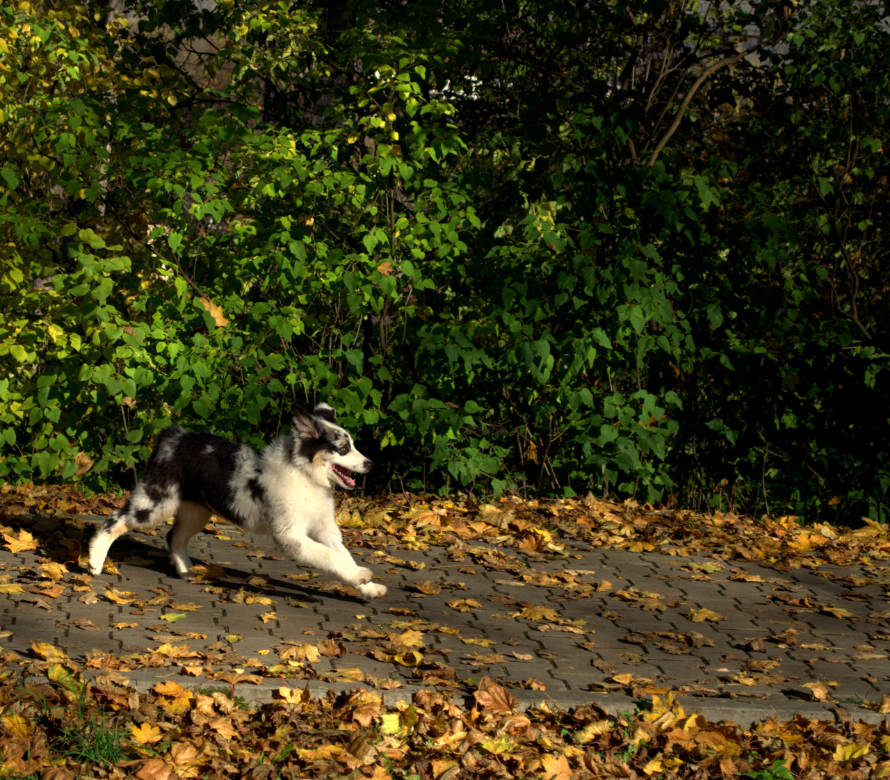 allthingssoulful:  Since I came home for the weekend, I took Greta out in the park