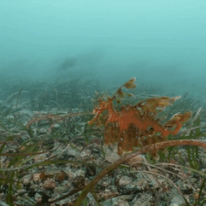 Ocean Creatures Leftovers