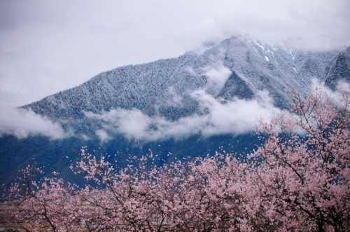 nynpha:  peach blossom land #5 