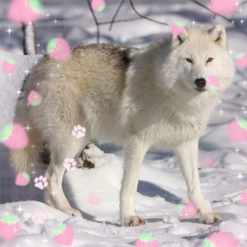 CUTE WOLVES!!!