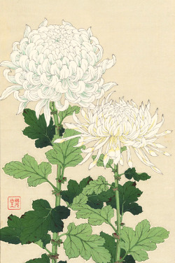 blackcoffeecinnamon:    Kawarazaki Shoudou (1889-1973)　河原崎奨堂    White Chrysanthemums  白菊、1970 