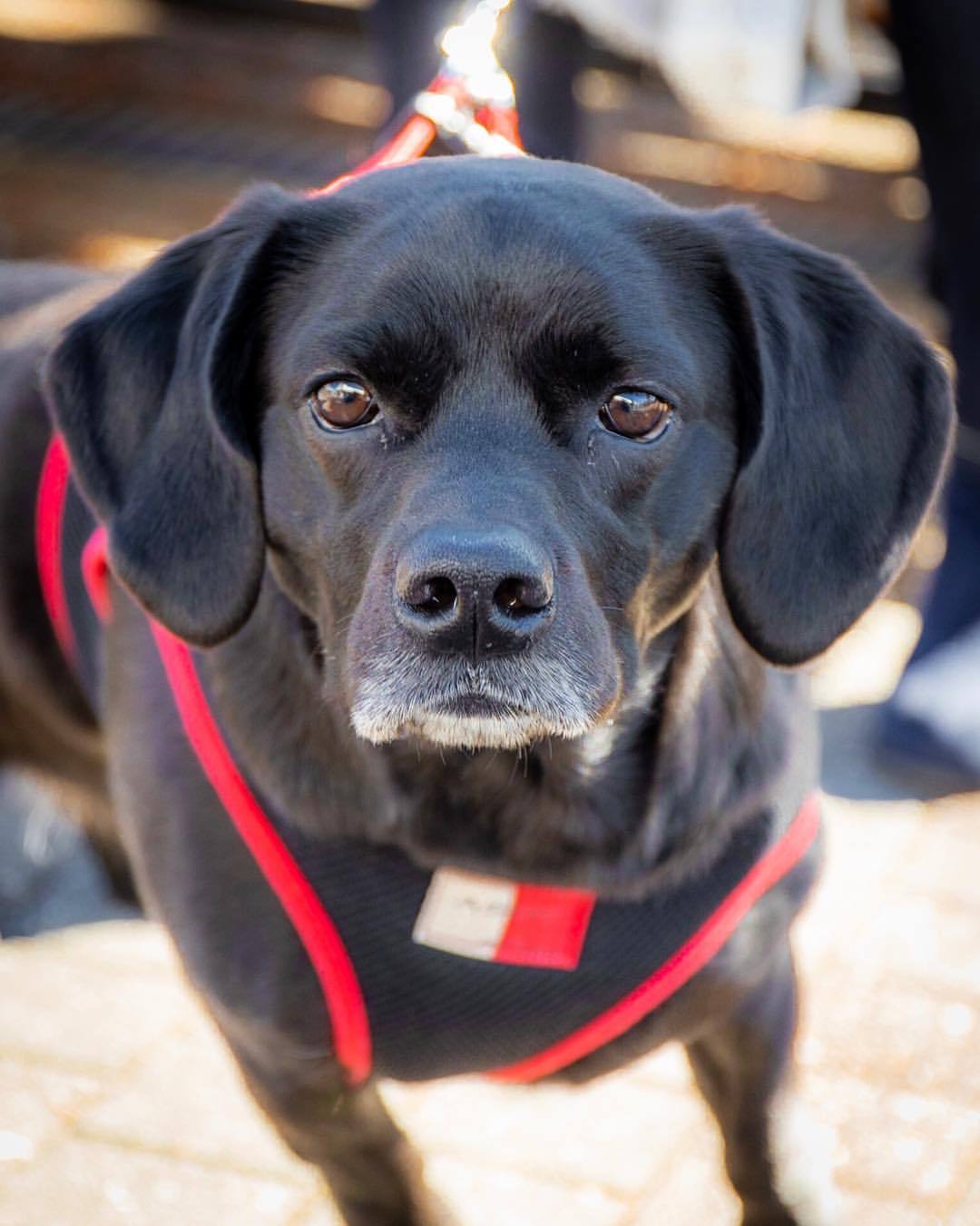 犬の写真ace Berg さくら 4歳 パグ と ダックスフンド の ミックス犬