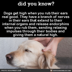 did-you-kno: Dogs get high when you rub their ears  real good. They have a branch of nerves  in their ears that extend to their  internal organs and release endorphins  when you rub them, sending relaxing  impulses through their bodies and  giving them