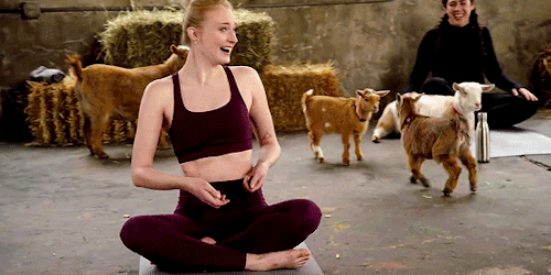 rubyredwisp:Sophie Turner tries goat yoga. (x)