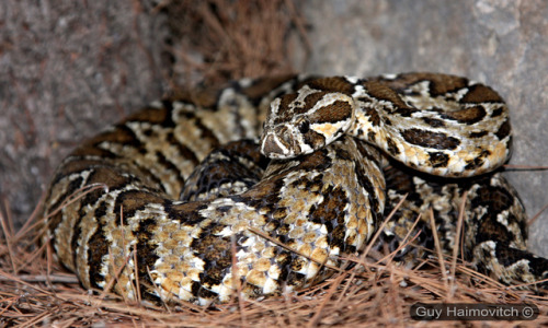 Todays Snake Is:The Palestine Viper (Daboia Palaestinae) is a venomous snake found in the coastal Mi