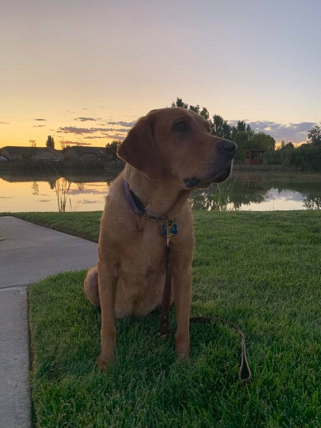 Saying goodbye to my sweet 12 year old boy today. Absolutely heartbroken.