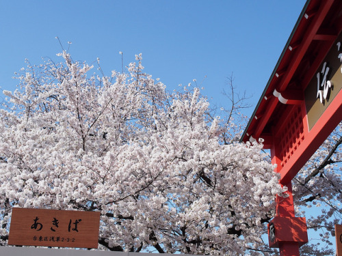 浅草の「あきば」 by Neconote on Flickr.