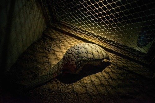 crookedindifference:The Most Trafficked Mammal You’ve Never Heard Of: Pangolin