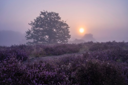 Westruper Heide, Germany by clara.tardis