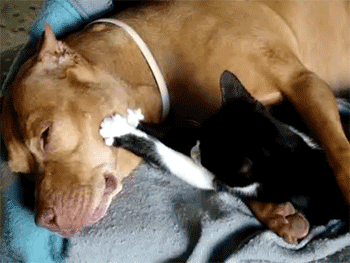 A Dog & His Best Friend