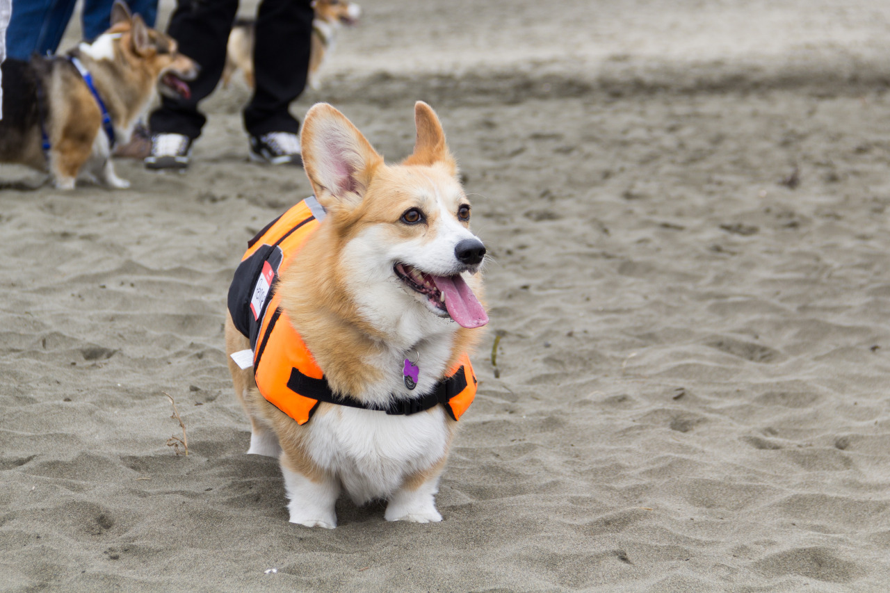 chubbythecorgi:  At NorCal Corgi Beach Day at Fort Funston. Got to meet some awesome