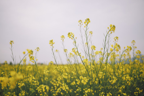 2022-04-23rape flowersCanon EOS R3 + RF15-35mm f2.8L ISInstagram  |  hwantastic79vivid