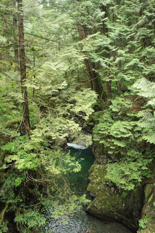 matchbox-mouse:River winding through the trees.Lynn Canyon.