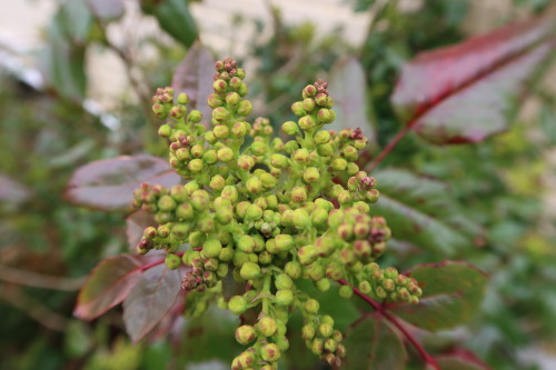 anskupics: Mahonia aquifolium — Oregon grape 