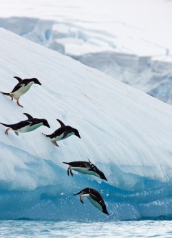 glxciers:Adelie penguins diving off an iceberg
