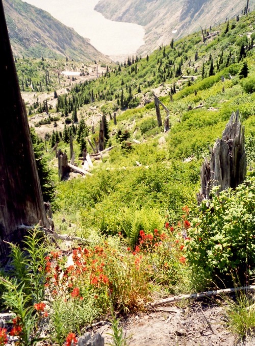 August in the Blast Zone, Mt. St. Helens National Volcanic Monument, Washington, 2000.Shots were tak