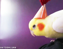 hatsonluna:  Luna and the Welcome Party Hat! Wow! over 4500 followers!!!! Luna and I want to thank you and welcome you personally to our blog :) This time in the form of gifs made by the oh-so-lovely a-pathetic-fangirl.  (See the original video here)