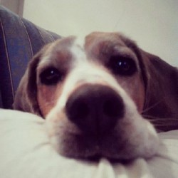 Bonjour : ) #amy #love #dog #beagleofinstagram