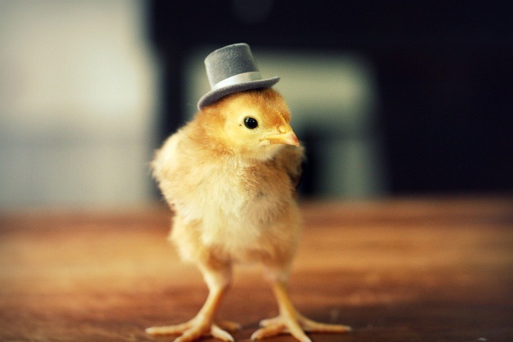 catsbeaversandducks:  Baby Chicks with Tiny HatsBecause we need more baby chicks