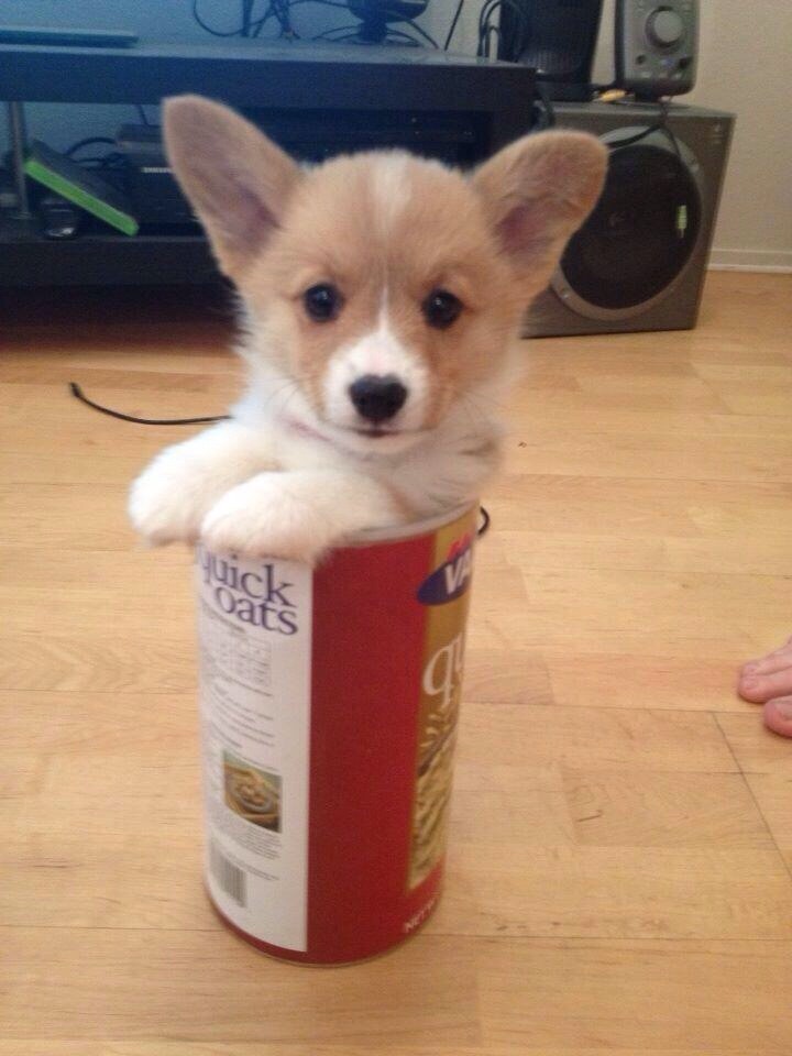 corgiaddict:  missawkwardnutella:  Ohhhhhh baby 😍😍😍😘  what