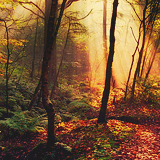    I just want my life to be like these pictures → enchanted forest   