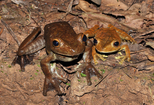 Huge treefrogs (Hypsiboas boans - Hylidae), female and male | ©Arthur Anker Madidi NP, Bolivia.