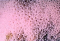 fernsandmoss:  Close-up of coral skeletons of colonial coral 