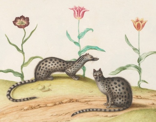 Joris Hoefnagel - Animalia Qvadrvpedia et Reptilia (Terra): Plate XLII - c. 1575-1580 - via NGA