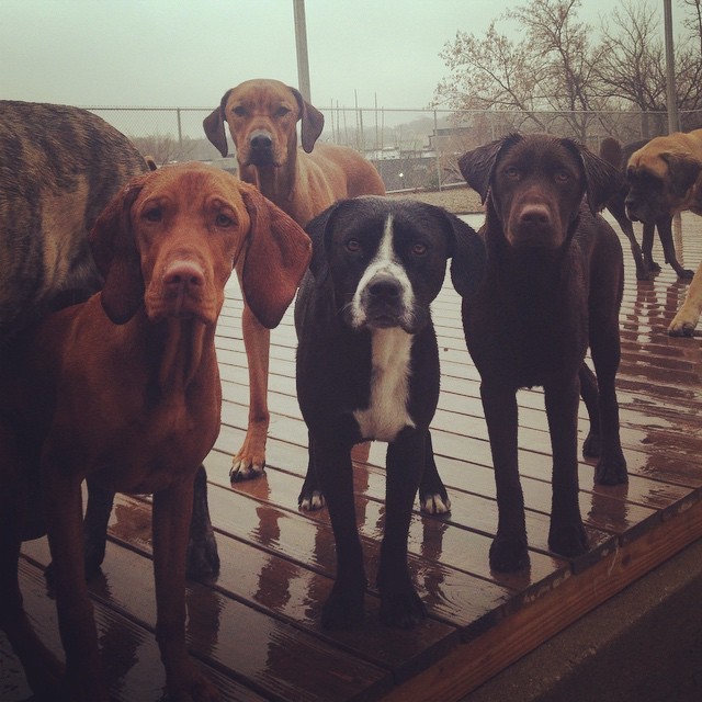 handsome dogs for you in these trying times