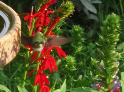 Hummingbird at cardinal flowers in the garden. In the first you can see how pollen is deposited