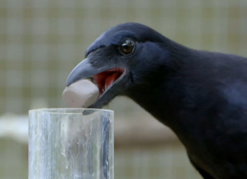 flightlynx:  ALRIGHT LISTEN UP TUMBLR  SEE THIS BIRD HERE? this bird is a new caledonian