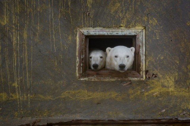 rizsilemming:escapekit:Polar bear Station Russian-based wildlife photographer Dmitry Kokh ventured to an abandoned meteorological station on Kolyuchin Island, where polar bears have taken over the station. @medvusz @pictures-of-dogs 