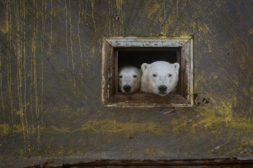  Polar bears take over abandoned weather station !Scientists left a Russian weather station in the A