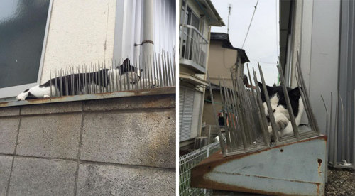 Cats are becoming immune to those cat-deterrent spikes in Japan! Hilarious and adorable! Isn’t
