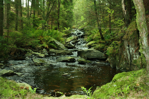 wildforestelf:Hidden Forest Pool by ~Navanna