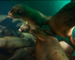 trynottodrown:  Mobbed by Sea Lions |  Dan