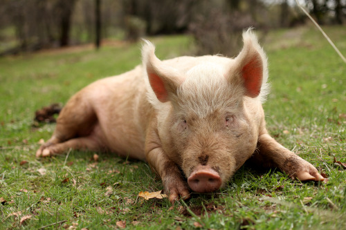 Lucy is waiting for belly-rubs. Animal Place, Grass Valley, CA. © Andrea White 2014