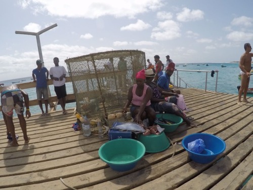 Local fishmarket on the pier Cabo Verde - Sal. A lot of tasty tuna!