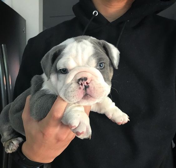 Puppies Make Me Happy